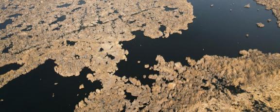 The vast expanse of reed marshes 7