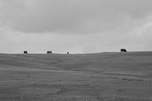 High mountain pasture 17