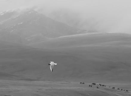 High mountain pasture 18