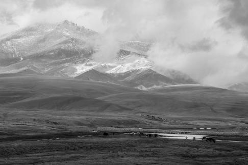 High mountain pasture 19