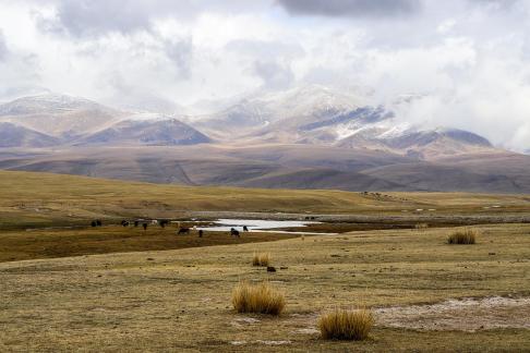 High mountain pasture 32