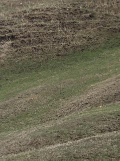 Digital Wilderness 1