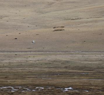 Digital Wilderness 4