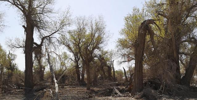 Desert vegetation 21