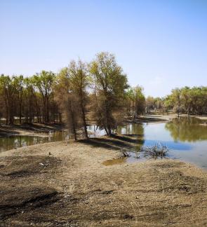 Desert vegetation 22
