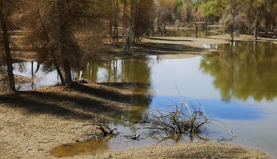 Desert vegetation 23