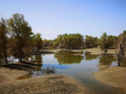Desert vegetation 24