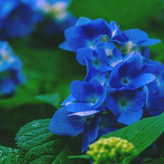 Surrounded by clusters 1