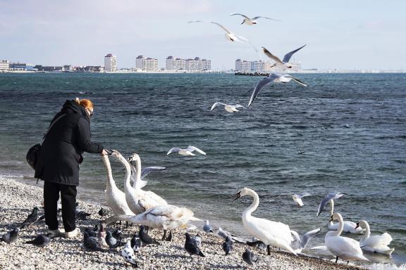 Swans in Yevpatoria