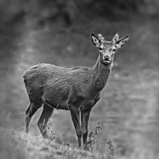 Red Deer Hind