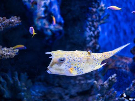 Cowfish