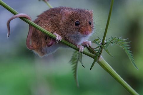 Harvest Mouse 1007