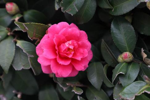 A big red flower