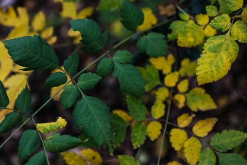 Whispers of Green and Yellow