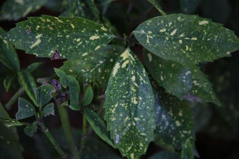 green with a yellowish tint 6