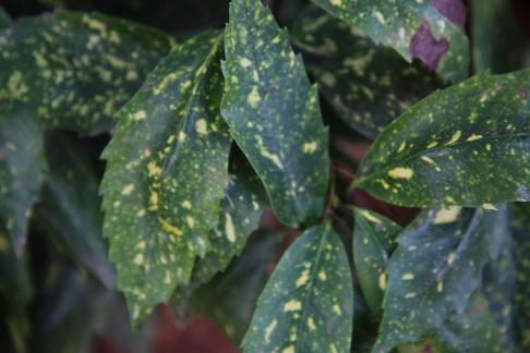green with a yellowish tint 7