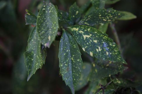 green with a yellowish tint 8