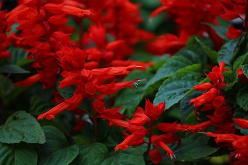 A string of red flowers
