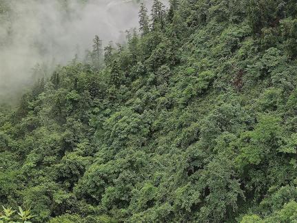 Green Green Mountains