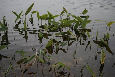 Green plants in the lake