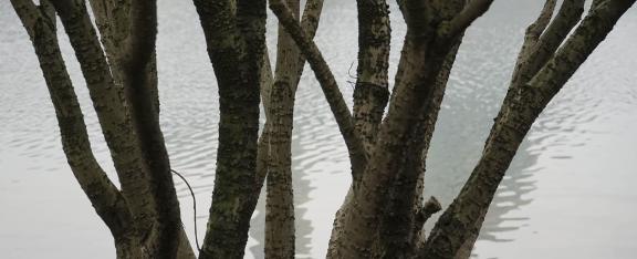 Reflection in the lake