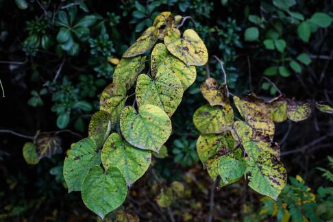 Leaf withered 1