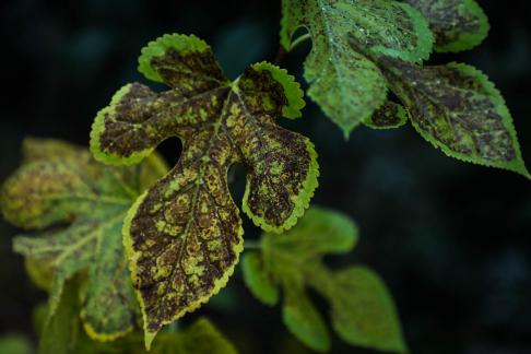 Leaf withered 3