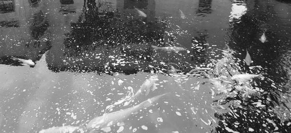 In the pool 1