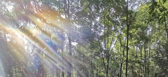 Sunshine through the forest 2