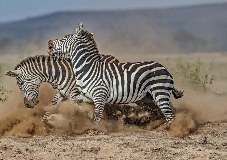 Fighting in the Dust
