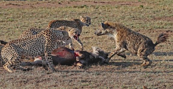 Cheetah lost her Kill