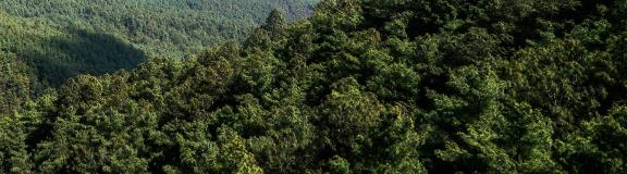 Forest Language 8