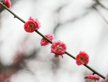 Red Plum Praise 10