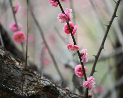 Red Plum Praise 12