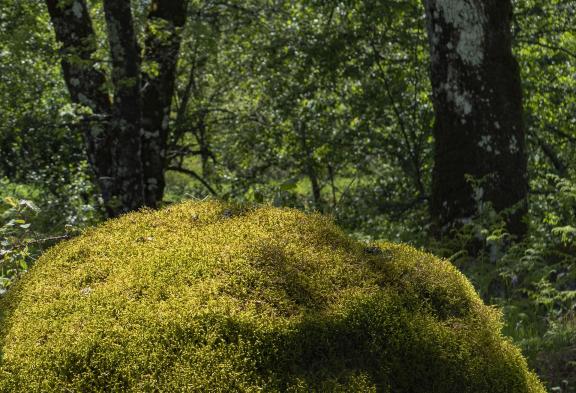 Ancient oak forest