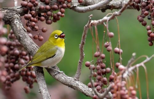 Bird enjoying berries