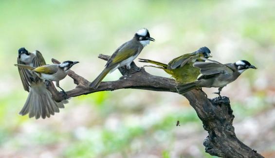 Birds party