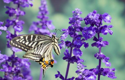 Butterfly among the flowers