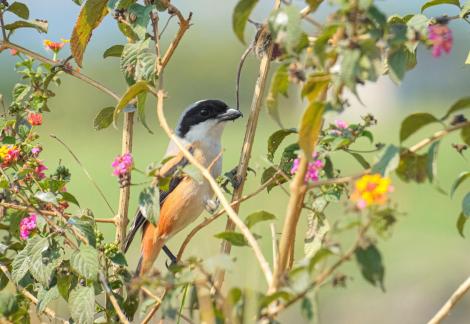 Shrike eating mouse