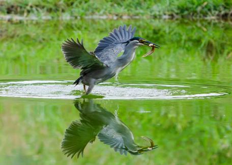 Clear reflection