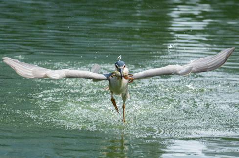 Night heron snatching frog