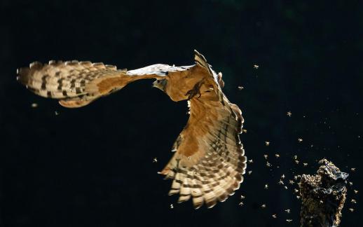 Honey buzzard takes flight