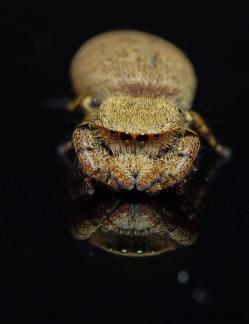 Jumping spider reflection
