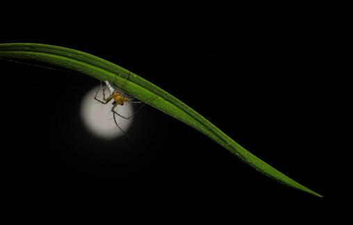 Spider wanders alone at night