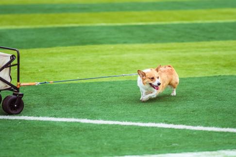 Pets on the grass 10