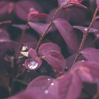 branches and leaves 2