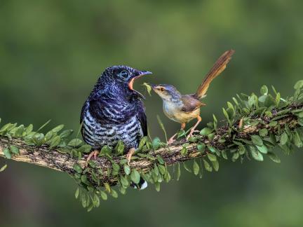 Brood1
