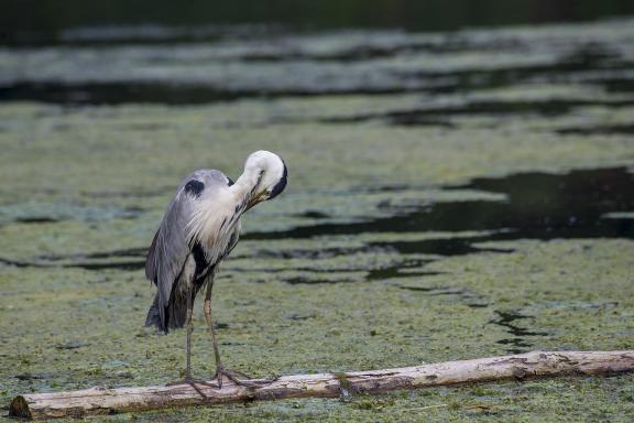 A Heron 3