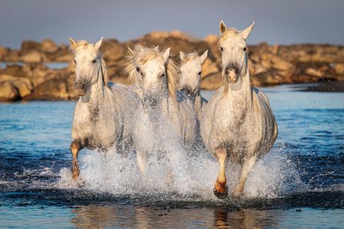 Gallop at the beach 24