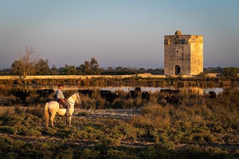 Bulls and guardian 2